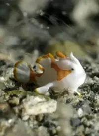 《纪录片：海底世界》：震撼人心的深海奇观，探索地球上最后的未知领域！